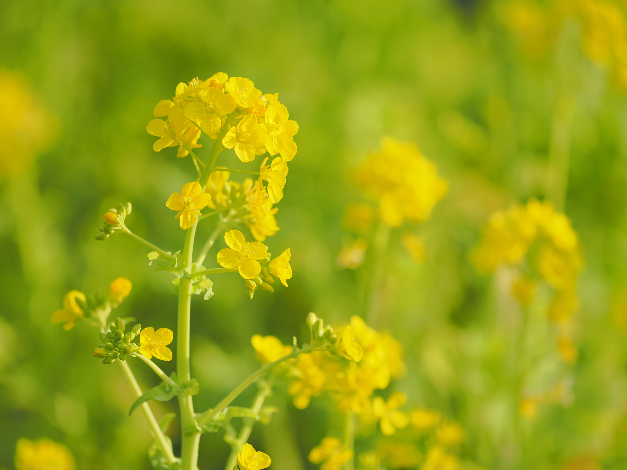 １/8　菜の花（ナバナ）