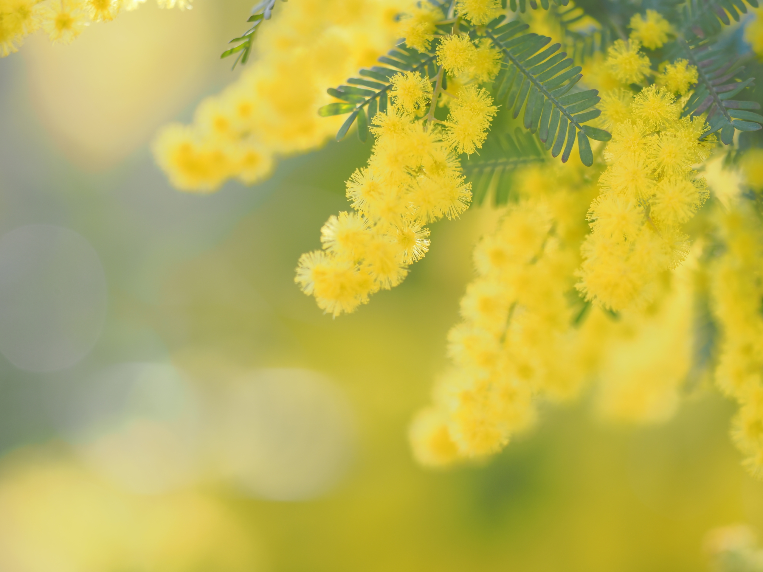 2/18 ギンヨウアカシア（ミモザ） | 藤沢市長久保公園 都市緑化植物園