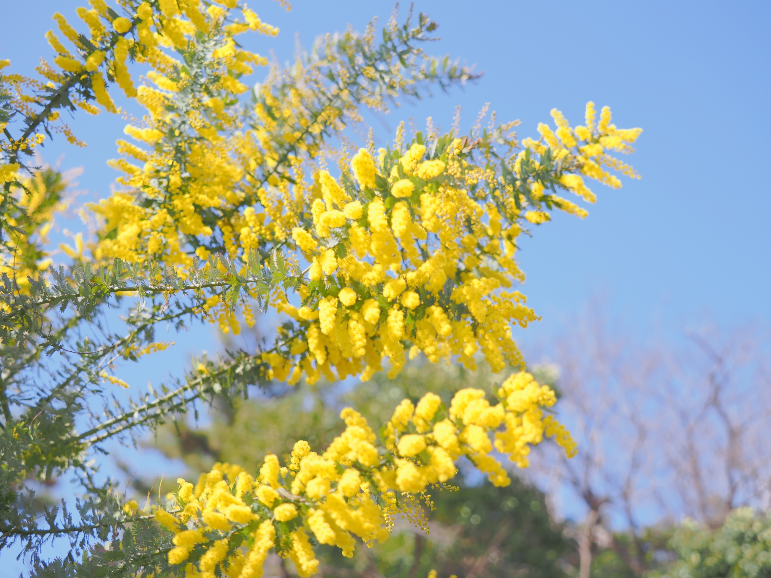 2/18 ギンヨウアカシア（ミモザ） | 藤沢市長久保公園 都市緑化植物園