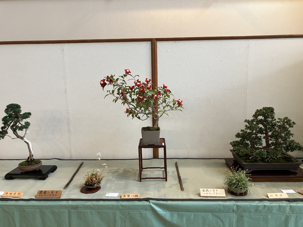 盆栽展～樹形へのいざない③