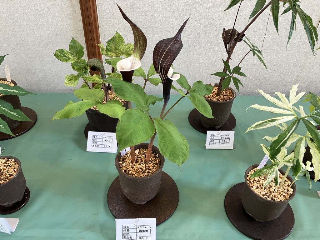 うらしまそう展