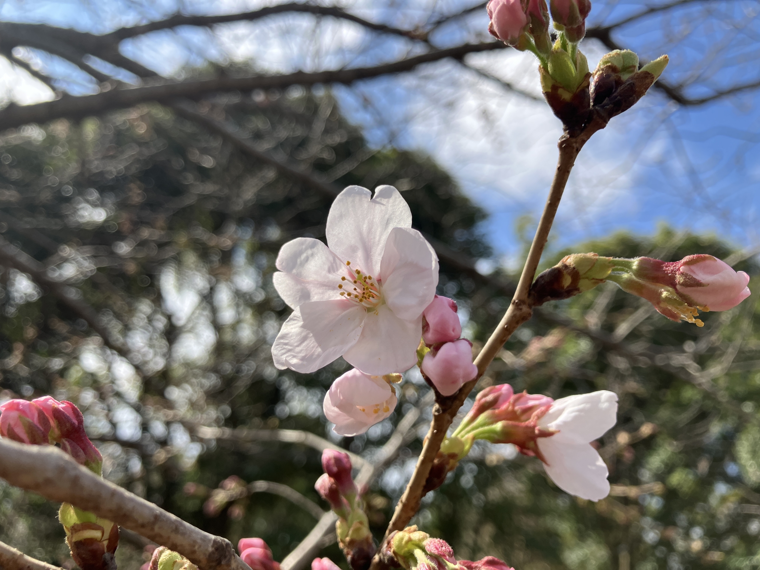 ソメイヨシノ開花！！（3/19） | 藤沢市長久保公園 都市緑化植物園