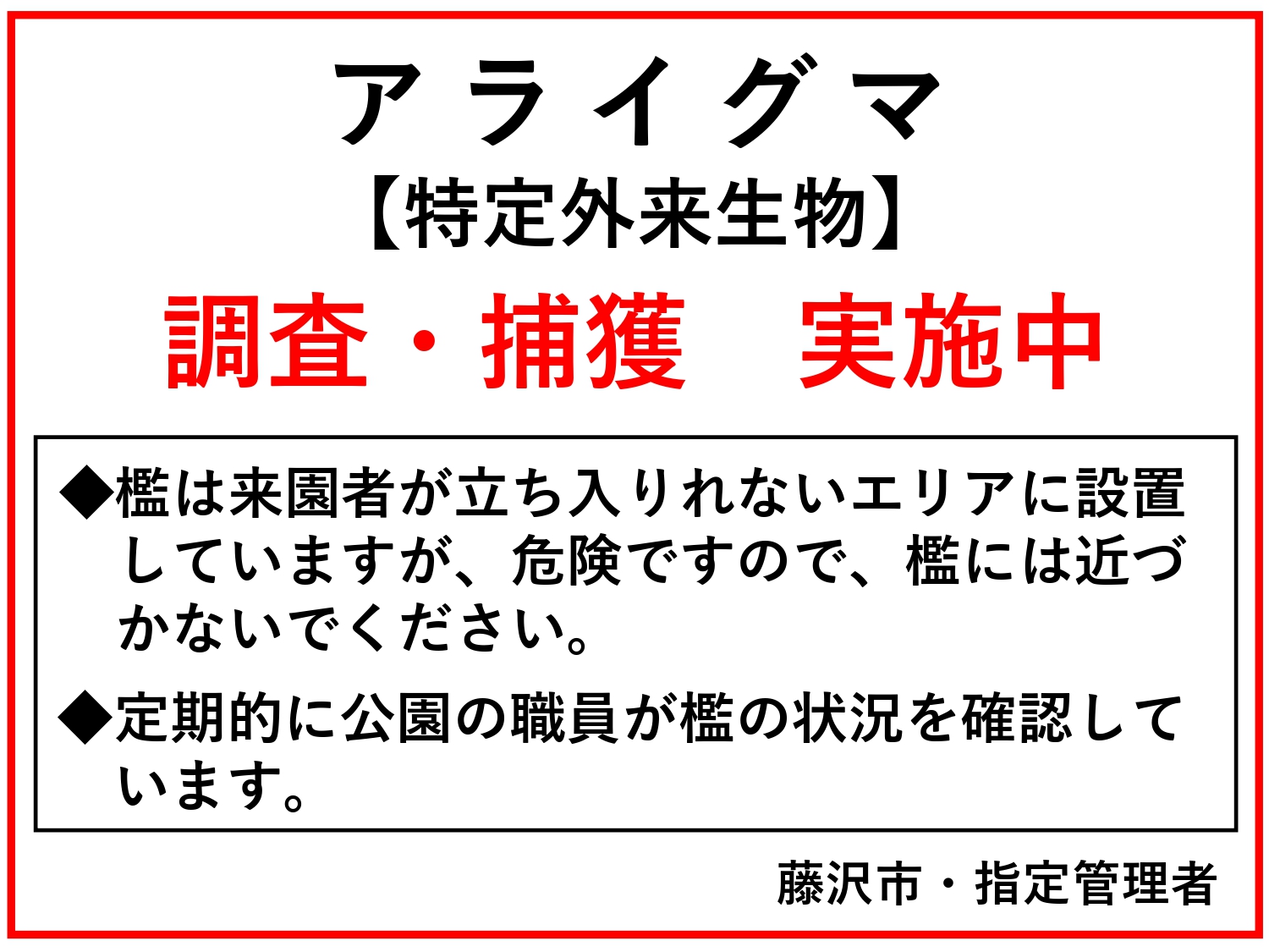 アライグマ（特定外来生物）の調査・捕獲を実施しています
