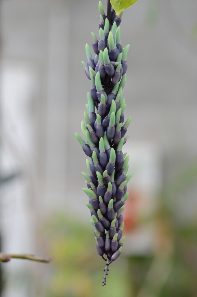 ヒスイカズラの花房が大きくなってきました！