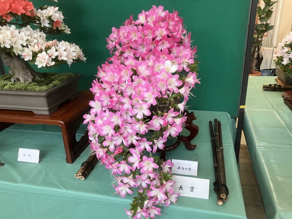 神奈川県さつき会 　花季展