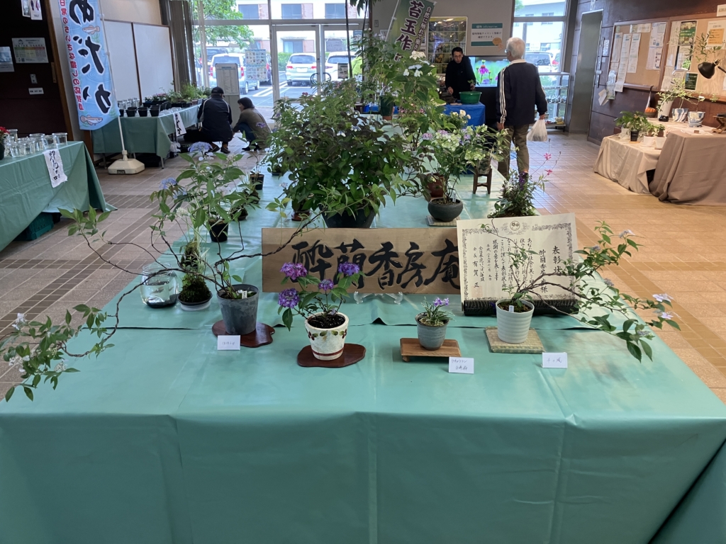 山アジサイと苔玉展