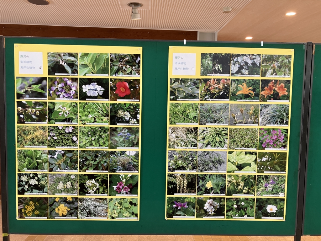 藤沢の植物写真展