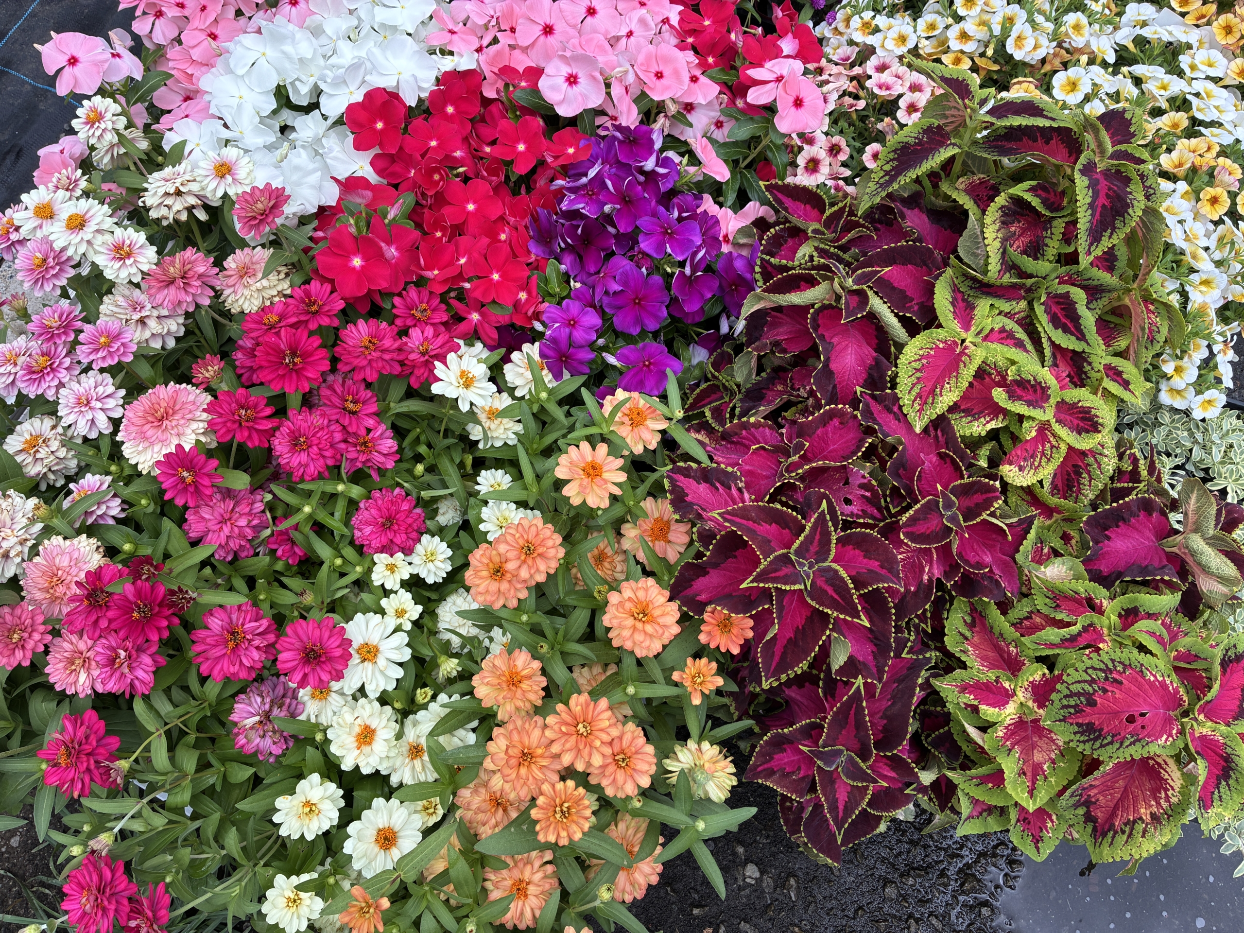 花苗入荷しました