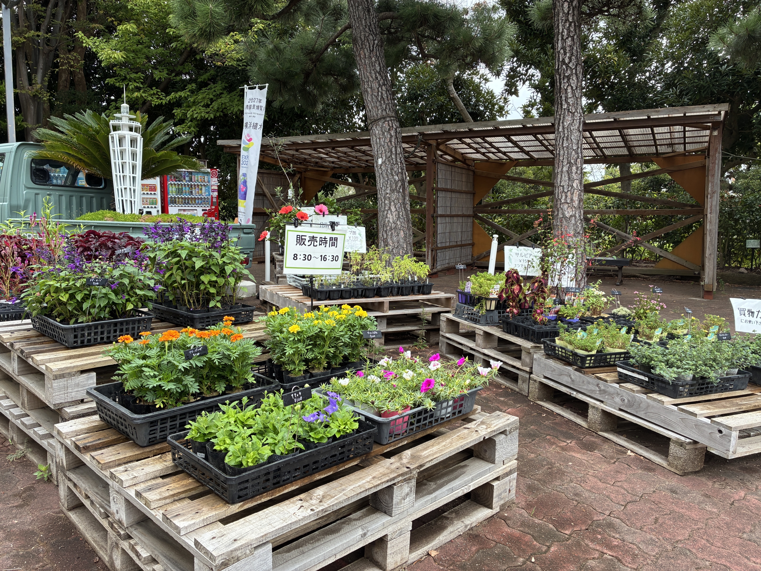 9/1 花苗入荷しました