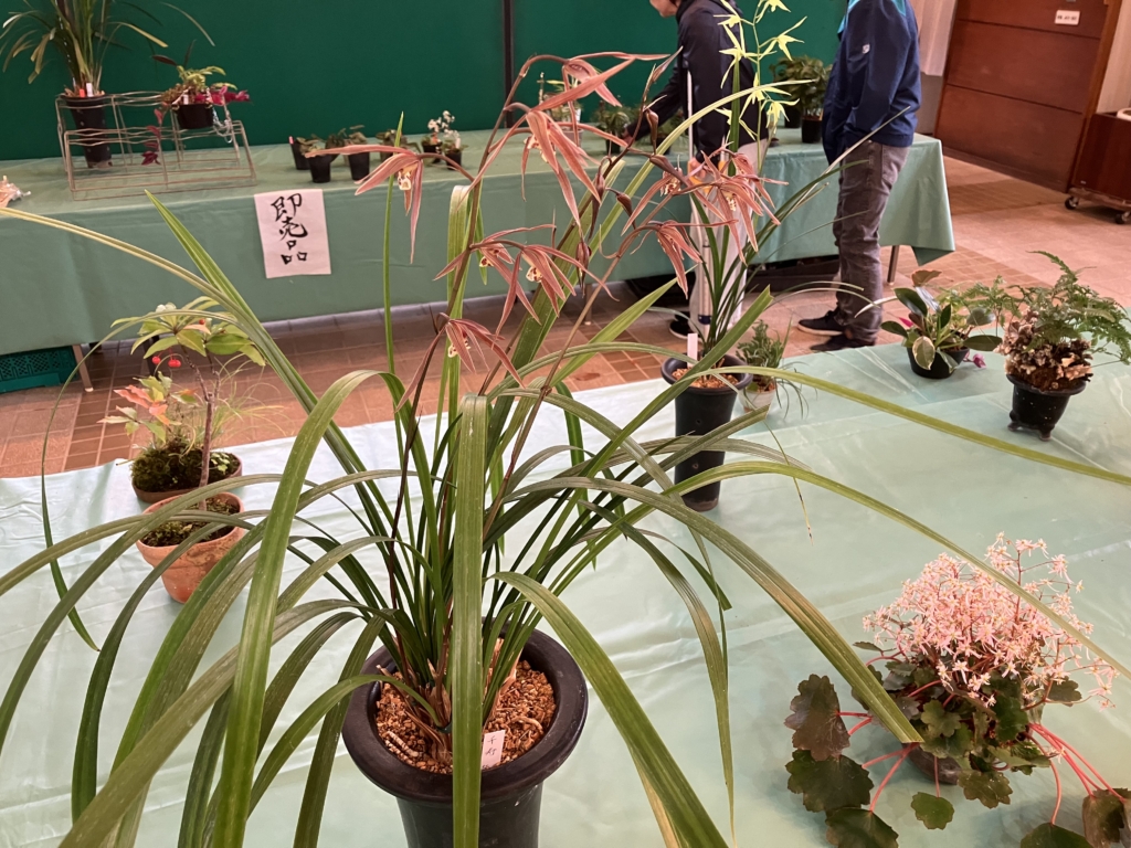 寒蘭と苔玉展