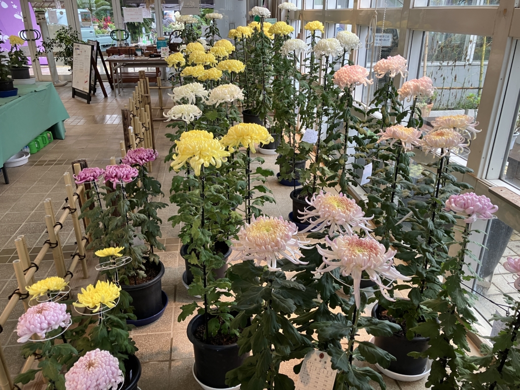 第66回藤沢菊花会　菊花展