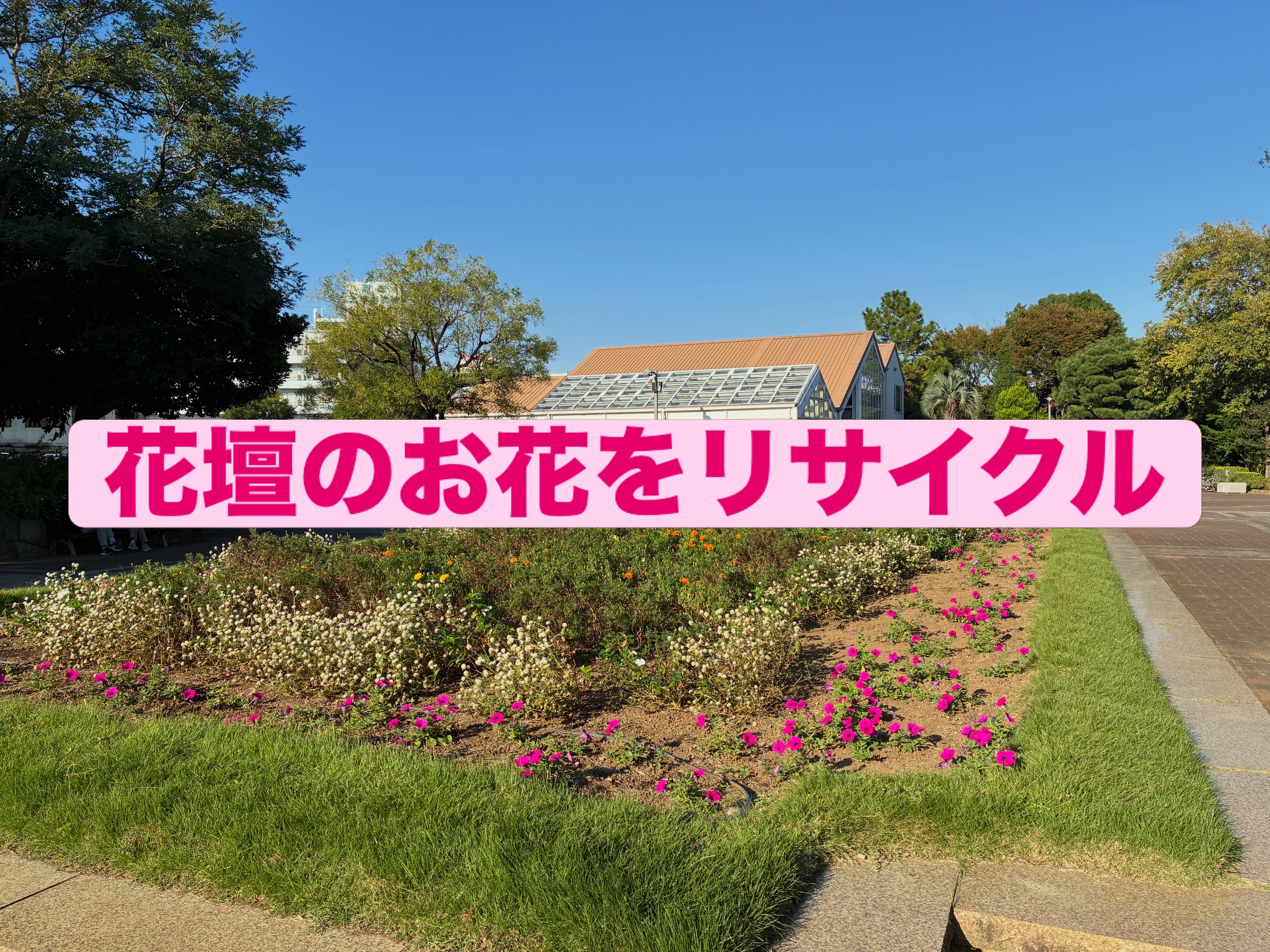 花壇のお花をリサイクルします！